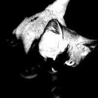 Sho — Blanc — обложка