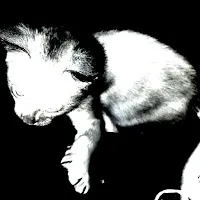 Sho — Noir — обложка